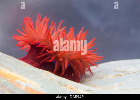 Anemone Beadlet; Actinia equina; Cornovaglia; Regno Unito Foto Stock