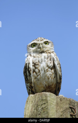 Scavando Il Gufo; Athene cunicularia; Captive; Regno Unito Foto Stock