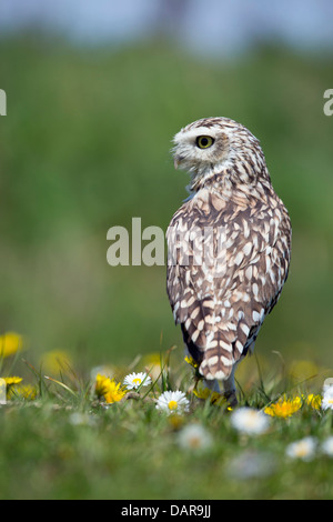 Scavando Il Gufo; Athene cunicularia; Captive; Regno Unito Foto Stock