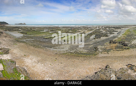 Parchi di ostriche a Cancale, Francia a bassa marea Foto Stock