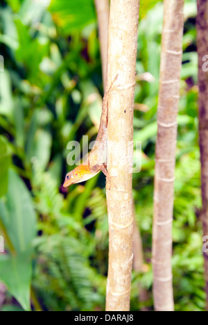 Caraibi almeno il geco Sphaerodactylus homolepis Foto Stock