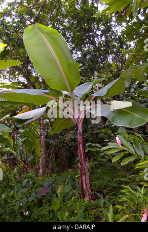 Piante di Banana St Lucia Foto Stock