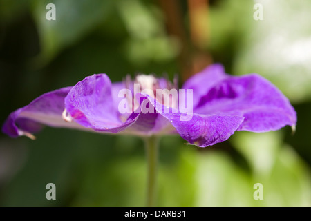 La clematide 'Jackmanii Superba' Foto Stock