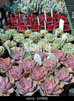 Succulente misti per la vendita in un centro giardino Foto Stock