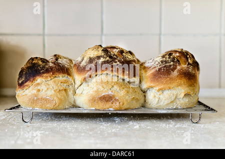 Tre baked fresco pani di crosta di pane bianco sul filo di un raffreddamento per rack Foto Stock