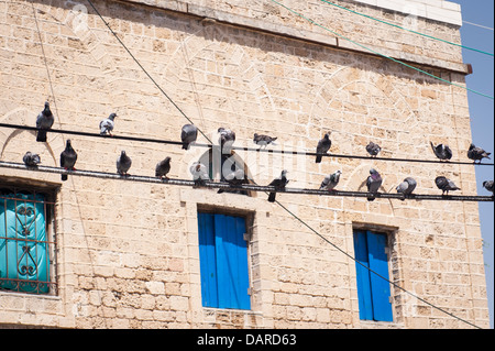 Israele Tel Aviv Jaffa Yafo piccioni uccelli appollaiato su fili elettrici cavi Foto Stock