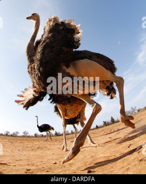 Ostrich visto nella loro fattoria vicino a Ses Salines, nell'isola spagnola di Maiorca. Foto Stock