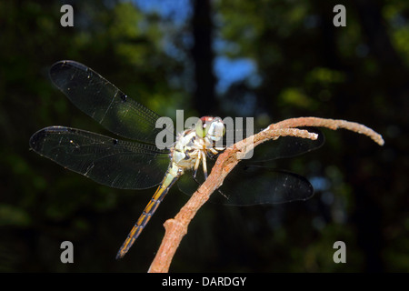 Una vista completa di una bellissima e vivacemente colorato Dragonfly posatoi su un ramo. Foto Stock