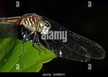 Un bellissimo e vivacemente colorato Dragonfly posatoi su una foglia. Foto Stock