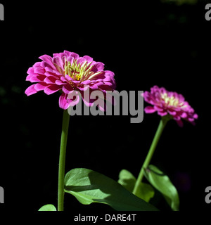 Due rosa fucsia zinnia fiori contro uno sfondo nero. Foto Stock
