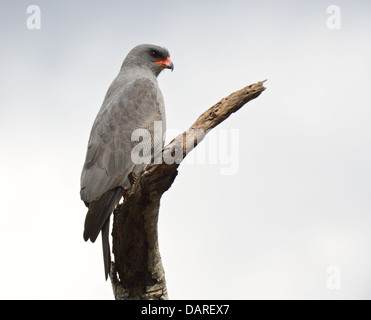 Un buio salmodiare Astore appollaiato su un ramo di un albero morto nel uMkhuze KZN Park, KwaZulu-Natal, in Sudafrica. Foto Stock