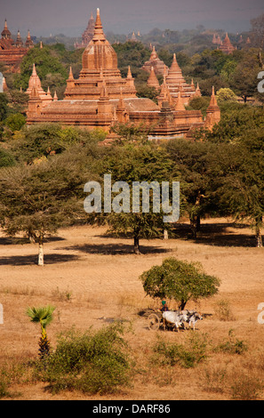 Ox cart e templi su Bagan pianura del Myanmar. Foto Stock