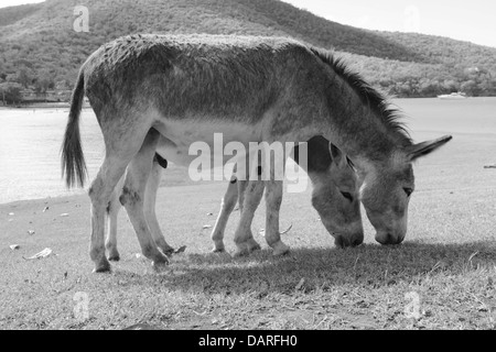 Due asini (Equus africanus asinus) pascolano in San Giovanni, U.S. Isole Vergini. Foto Stock