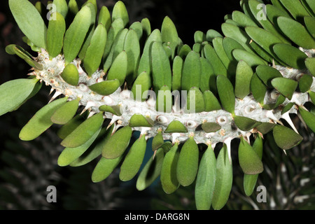 Close-up di foglie e stelo della Corona di Spine di Cristo // Vegetali Cristo Thorn che mostra le spine - Euphorbia milii - Famiglia Euphorbiace Foto Stock