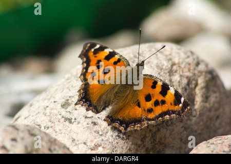 Tale malattia tartaruga, Nymphalis polychloros, butterfly Foto Stock