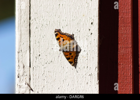 Scarsa tartaruga, Nymphalis xanthomelas, butterfly Foto Stock