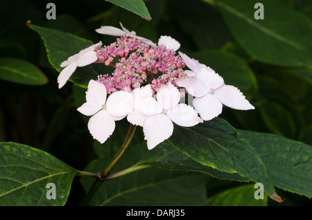 Le prime fasi del giapponese Hydrangea pianta fioritura close up rosa tenue fiori bianchi in contrasto con foglie di colore verde scuro Foto Stock