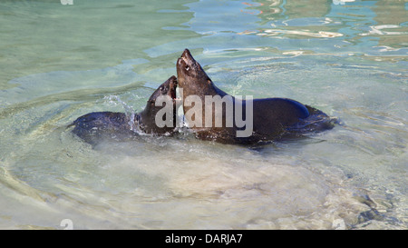 Capo le foche (Arctocephalus pusillus) svolgono combattimenti in Hout Bay Harbor, Cape Town, Sud Africa. Foto Stock