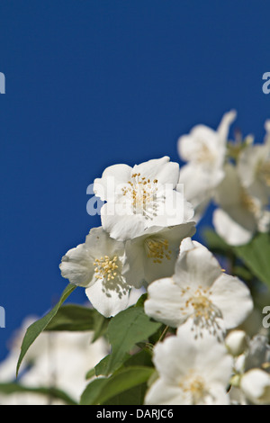 Fiori di gelsomino - sfondo; bellissimi fiori di gelsomino in fiore Foto Stock