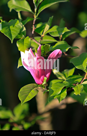 Mulan magnolia, Tulip magnolia o Lily magnolia (Magnolia liliiflora) Foto Stock