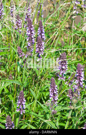 Viola Marsh Woundwort picchi di fiore in fiore sulla strada alzaia di Trento e Mersey Canal vicino Rode Heath CHESHIRE REGNO UNITO Foto Stock