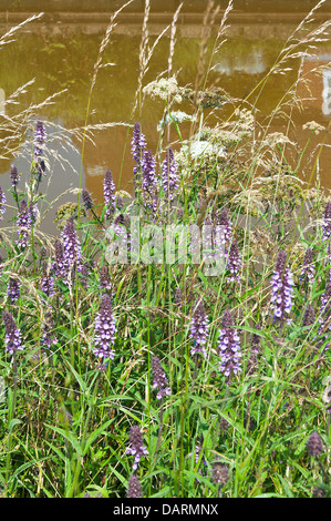 Viola Marsh Woundwort picchi di fiore in fiore sulla strada alzaia di Trento e Mersey Canal vicino Rode Heath CHESHIRE REGNO UNITO Foto Stock