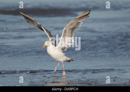 Adulto gabbiano occidentale di atterraggio su una spiaggia Foto Stock