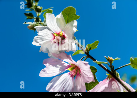 Chiudere dettaglio di un fiore Lavatera contro un cielo blu Foto Stock