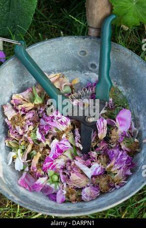 Punto morto rose con fresa in una pentola di metallo Foto Stock