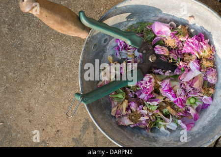 Punto morto rose con fresa in una pentola di metallo Foto Stock