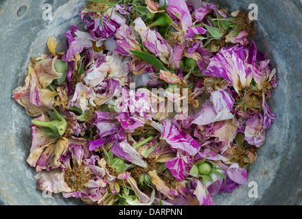 Punto morto rose con fresa in una pentola di metallo Foto Stock