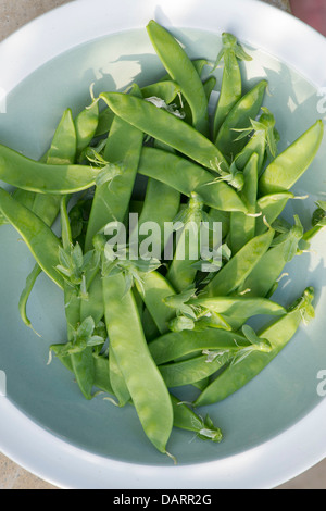 Pisum sativum . Taccole Pea / la raccolta di taccole Foto Stock