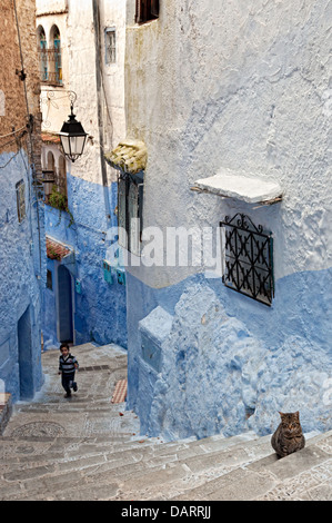 Ragazzo e gatto in strade blu della medina. Chefchaouen, Rif regione, Marocco Foto Stock