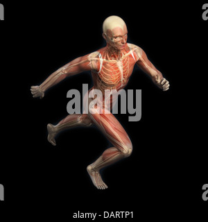 Illustrazione anatomica di un runner Foto Stock