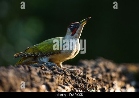 Close-up di un selvaggio Eurasian picchio verde (Picus viridis), retroilluminato, messa a fuoco morbida dello sfondo verde Foto Stock