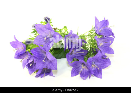 Un viola la campanula su sfondo bianco Foto Stock
