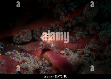 Pixie Hawkfish (Cirrhitichthys oxycephalus) su soft coral Foto Stock