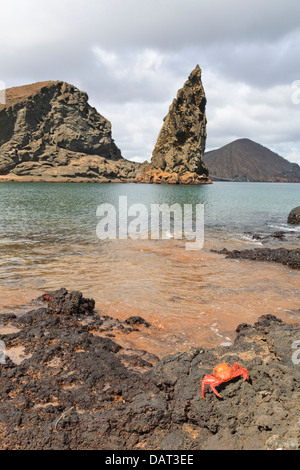 Sally Lightfoot Crab, pinnacolo di roccia, Bartolome Island, Isole Galapagos, Ecuador Foto Stock