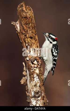 Maschio picchio lanuginosa rovistando su snag Foto Stock