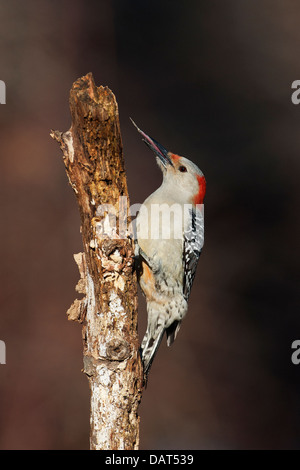 Femmina rosso-picchio panciuto foraggi estendendo una lunghissima lingua Foto Stock