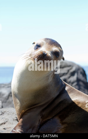 Le Galapagos Sea Lion, Zalophus wollebaeki, isola Floreana, Isole Galapagos, Ecuador Foto Stock