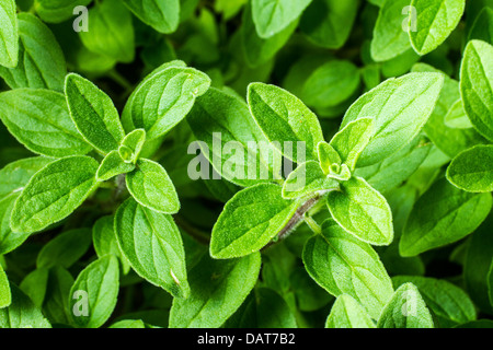 Immagine ravvicinata di origano in foglie. Foto Stock