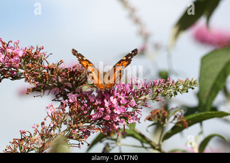 American Lady Butterfly nella Carolina del Sud Foto Stock