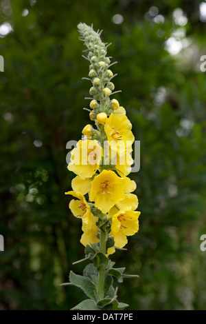 Molène giallo fiore densiflorum Foto Stock