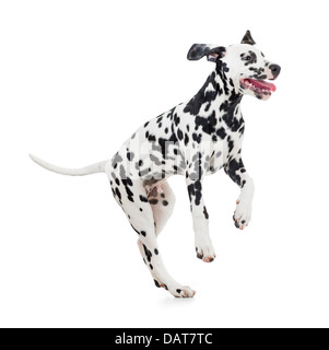 Il salto del cane dalmata isolato su bianco Foto Stock