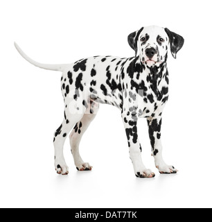 In piedi cane dalmata isolato su bianco Foto Stock