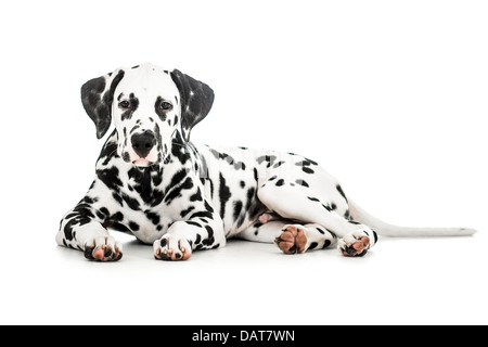 Giacente cane dalmata isolato su bianco Foto Stock