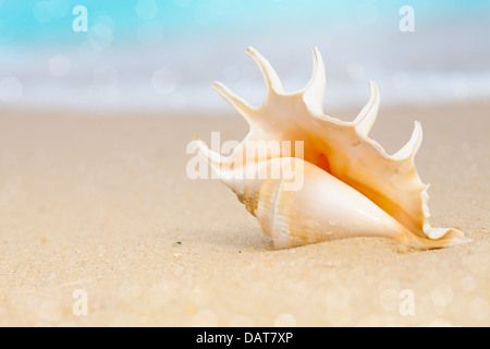 Seashell sulla spiaggia di sabbia Foto Stock
