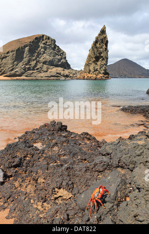 Sally Lightfoot Crab, pinnacolo di roccia, Bartolome Island, Isole Galapagos, Ecuador Foto Stock
