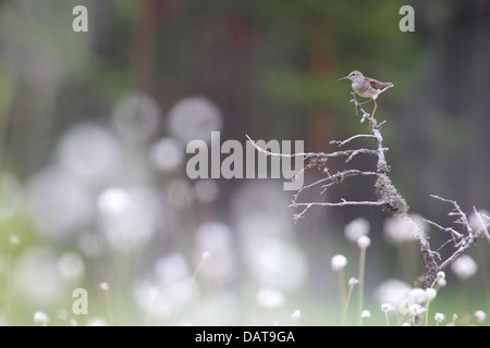Wood Sandpiper (Tringa glareola) tra Hare's-coda (Cottongrass Eriophorum vaginatum) in allevamento bog habitat. L'Europa, Estonia Foto Stock